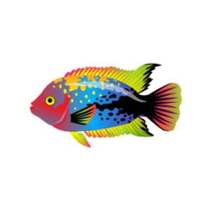 Solar Rainbow Cichlid